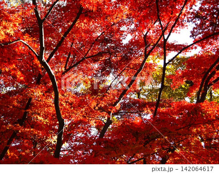 保土ヶ谷公園の紅葉風景 保土ヶ谷公園の紅葉風景 142064617