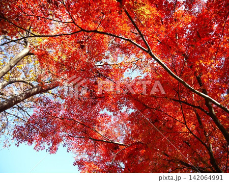 真っ赤に染まった紅葉 142064991