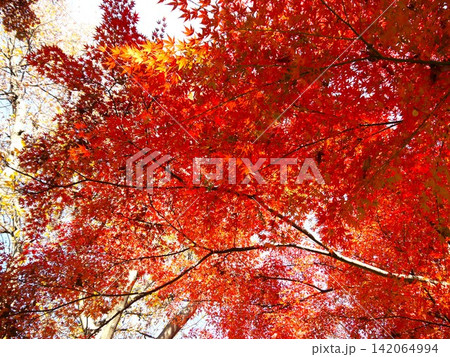 保土ヶ谷公園の紅葉風景 142064994