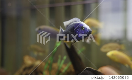 Cobalt blue aquarium fish swimming among colorful tank mates in planted glass habitat with soft bokeh, side view, vivid reflections, and calm freshwater atmosphere 142065056