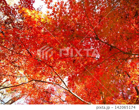 真っ赤な紅葉 真っ赤な紅葉 142065174
