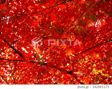 保土ヶ谷公園の紅葉風景 保土ヶ谷公園の紅葉風景 142065175