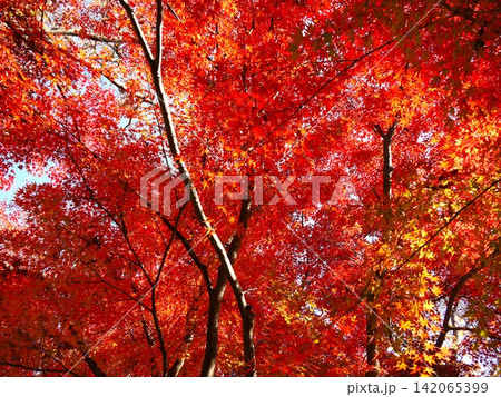 保土ヶ谷公園の紅葉風景 142065399