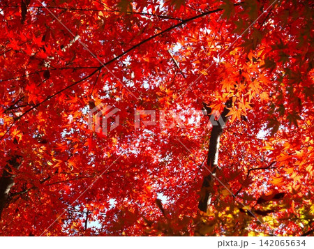 真っ赤な紅葉 真っ赤な紅葉 142065634