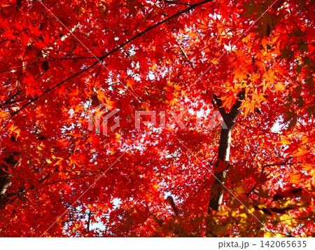 保土ヶ谷公園の紅葉風景 保土ヶ谷公園の紅葉風景 142065635