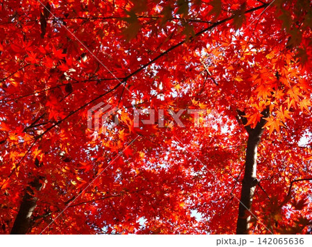 保土ヶ谷公園の紅葉風景 保土ヶ谷公園の紅葉風景 142065636