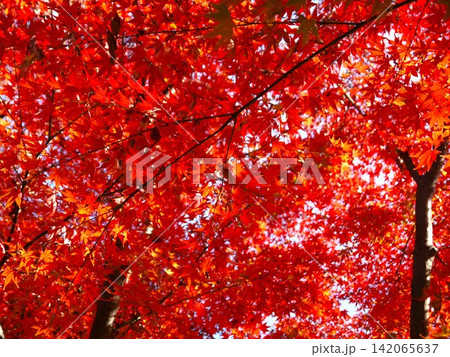 紅葉が綺麗な風景 紅葉が綺麗な風景 142065637