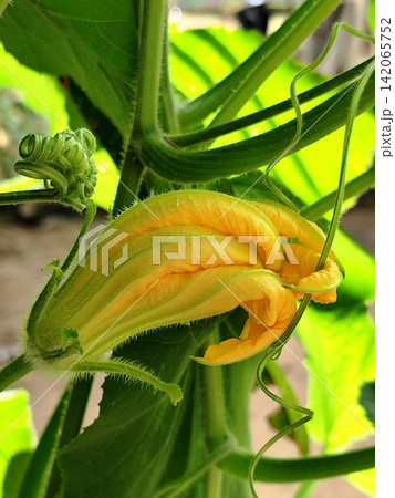 yellow kabocha squash fower in garden. 142065752