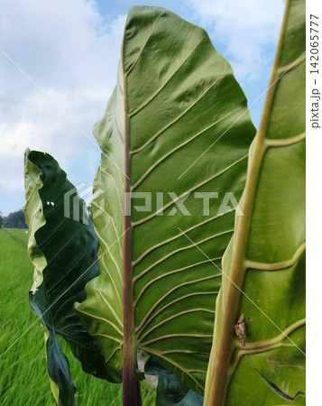 giant purple-stemmed taro plant that is taller than an adult. giant purple-stemmed taro plant that is taller than an adult. 142065777