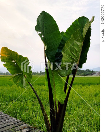 giant purple-stemmed taro plant that is taller than an adult. giant purple-stemmed taro plant that is taller than an adult. 142065779