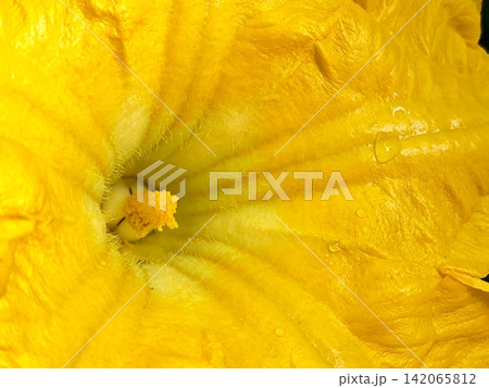 yellow kabocha squash fower in garden. 142065812