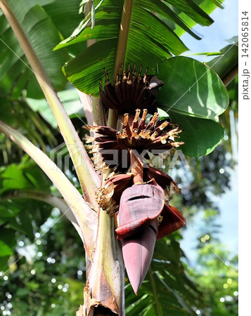 banana tree flowers in bloom. 142065814
