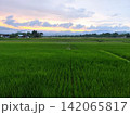 beautiful sky at sunset in the rice fields. 142065817