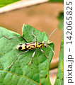 Chlorophorus annularis insect perched on grape leaves. 142065825