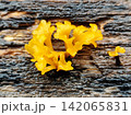 yellow fungus growing on brittle wood. 142065831