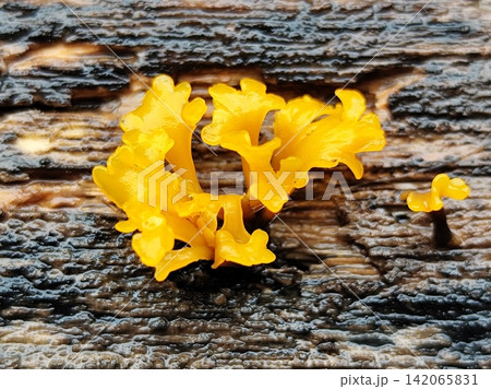 yellow fungus growing on brittle wood. 142065831