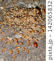 termite colony leaving its nest. 142065832