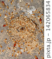 termite colony leaving its nest. 142065834