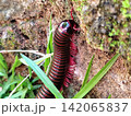 close-up photo of a millipede crawling through the grass. 142065837