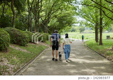 夏の朝の公園で犬を連れて散歩する中年夫婦の姿 夏の朝の公園で犬を連れて散歩する中年夫婦の姿 142065977
