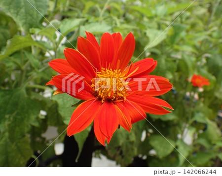 オレンジ色のチトニアの花 別名メキシコヒマワリ オレンジ色のチトニアの花 別名メキシコヒマワリ 142066244