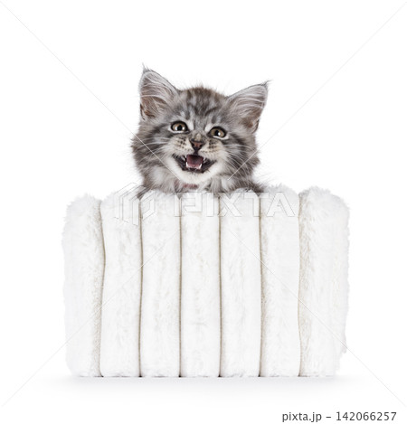 Gray cat on white background Gray cat on white background 142066257