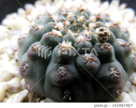 ギムノカリキウム クリオネ ギムノカリキウム クリオネ 142067467