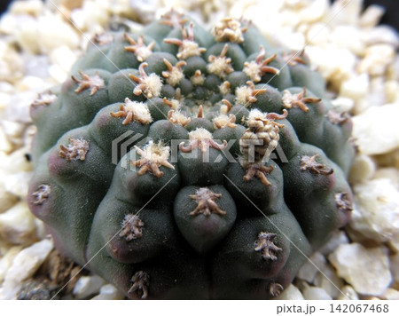 ギムノカリキウム クリオネ ギムノカリキウム クリオネ 142067468