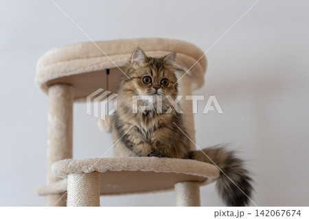 キャットタワーの上でくつろぐ可愛い猫　ペルシャ猫 142067674