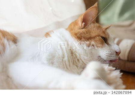 窓辺でくつろぐ猫 茶トラ白 窓辺でくつろぐ猫 茶トラ白 142067894