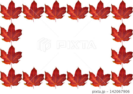 Autumn frame with ginger red maple leaves Autumn frame with ginger red maple leaves 142067906