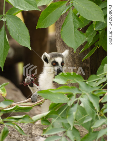Ring tailed lemur bodyside profile eating berries and coordinating visual intake behavior in the zoo enclosure. Ring tailed lemur bodyside profile eating berries and coordinating visual intake behavior in the zoo enclosure. 142068043