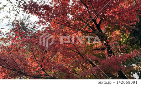 秋の青空に映える鮮やかな紅葉(もみじ)のクローズアップ 秋の青空に映える鮮やかな紅葉(もみじ)のクローズアップ 142068091