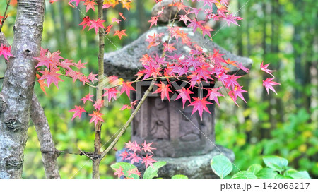 秋の日本庭園を彩る紅葉と伝統的な石灯籠の風景 秋の日本庭園を彩る紅葉と伝統的な石灯籠の風景 142068217