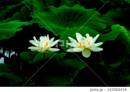 白い蓮の花 白い蓮の花 142068416