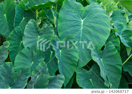 Tropical alocasia leaves forming a fresh, green botanical pattern 142068717