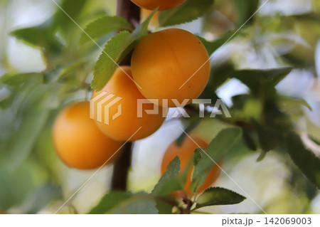 ripe yellow plums ripe yellow plums 142069003