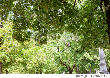 Green Linden Trees nature Green Linden Trees nature 142069015