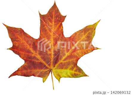 Autumn maple orange ginger leaf on white Autumn maple orange ginger leaf on white 142069132