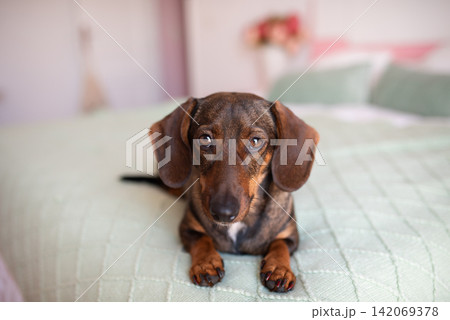 A cute dachshund dog is lying on the bed and looking at the camera 142069378