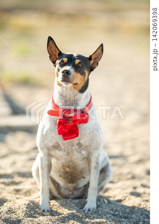 A beautiful white dog in a red bow tie. 142069398