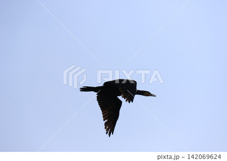 青空を背景に飛翔するカワウのシルエット 青空を背景に飛翔するカワウのシルエット 142069624