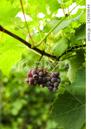 Purple grapes hanging on the vine in a vineyard, illustrating the eco agricultural identity of the Austrian wine country. Purple grapes hanging on the vine in a vineyard, illustrating the eco agricultural identity of the Austrian wine country. 142069644