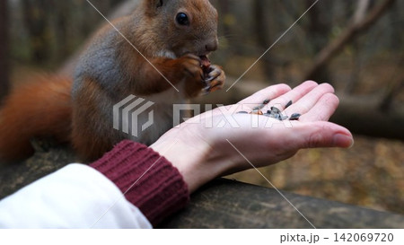 Wild fluffy squirrel taking nuts from female arm and gnawing it outdoor. Cute rodent eating food from hand of young girl at forest. Woman feeding hungry small sciurus to walnuts at autumn park 142069720