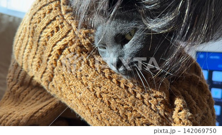 Adult female arms strokes head of cute gray cat lying on her knees at home. Hands of woman petting adorable domestic kitten at house. Concept of care and love to animal. Slow motion 142069750