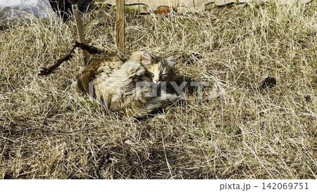 Stray cat lying on dry grass during at sunny day. The scene quietly reflects the vulnerability of an animal without a home, resting alone in a natural outdoor setting. Close up Stray cat lying on dry grass during at sunny day. The scene quietly reflects the vulnerability of an animal without a home, resting alone in a natural outdoor setting. Close up 142069751