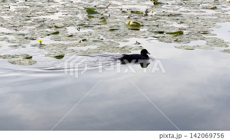 Small black duck swims alone on calm lake during sunset. Warm golden light reflects on the water surface, creating peaceful atmosphere and highlighting the gentle movement of bird in natural setting Small black duck swims alone on calm lake during sunset. Warm golden light reflects on the water surface, creating peaceful atmosphere and highlighting the gentle movement of bird in natural setting 142069756