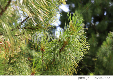Fluffy branches of a cedar pine with cones against another pine tree Fluffy branches of a cedar pine with cones against another pine tree 142069822