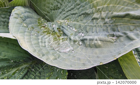 A close-up of a wide, glaucous-green hosta leaf, covered in clear droplets of water after rain. In the center of the leaf, the moisture has collected in a puddle, highlighting the plant's texture A close-up of a wide, glaucous-green hosta leaf, covered in clear droplets of water after rain. In the center of the leaf, the moisture has collected in a puddle, highlighting the plant's texture 142070000