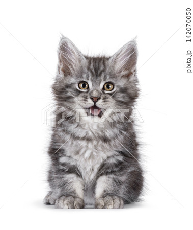 Gray cat on white background Gray cat on white background 142070050
